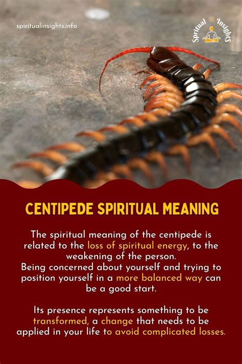 spiritual meaning of a centipede in a dream|Dream of Centipede: 10 Powerful Meanings (by Betty).